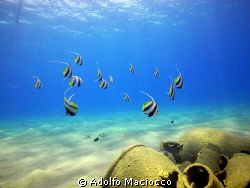 Schooling Banner Fish by Adolfo Maciocco 